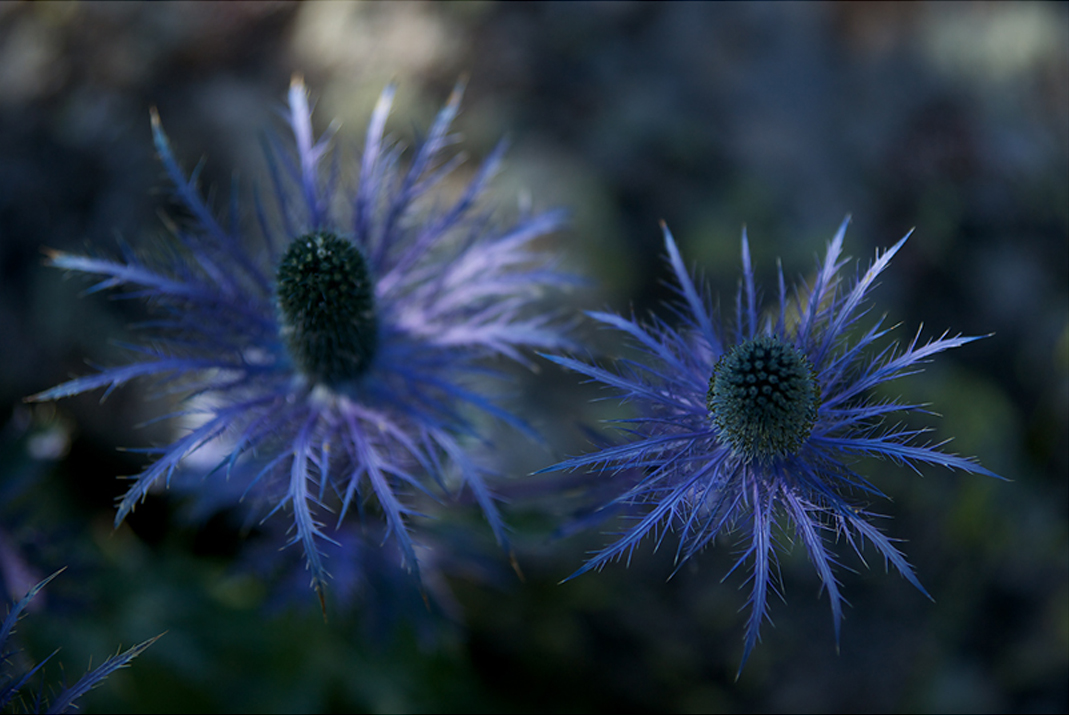 Blue Chardons from Alpes